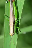 Image of Grasshopper