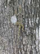 Image of Lichen Anole