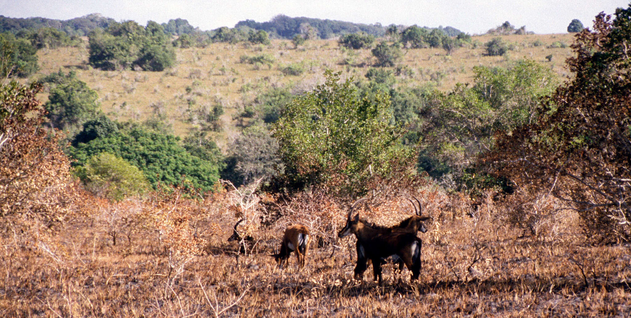 Sivun Hippotragus niger roosevelti (Heller 1910) kuva