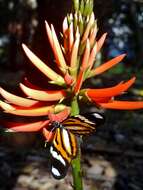 Image of Heliconius ethilla Latreille & Godart 1819