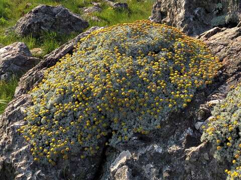 Image of Helichrysum galpinii N. E. Brown