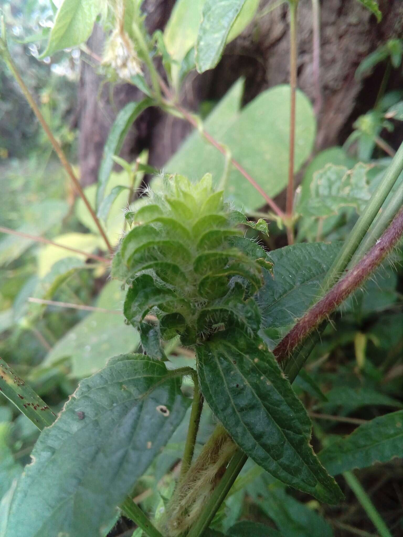 Tetramerium nervosum Nees resmi