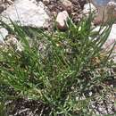 Image of Lactuca viminea subsp. viminea
