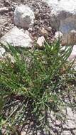 Sivun Lactuca viminea subsp. viminea kuva