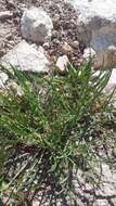 صورة Lactuca viminea subsp. viminea