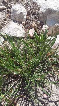 Image of Lactuca viminea subsp. viminea