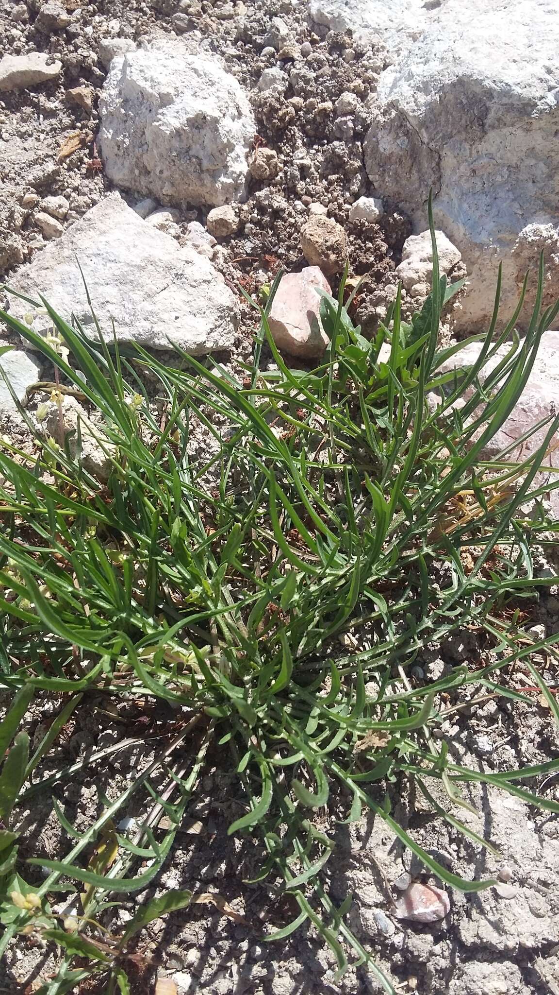 Слика од Lactuca viminea subsp. viminea