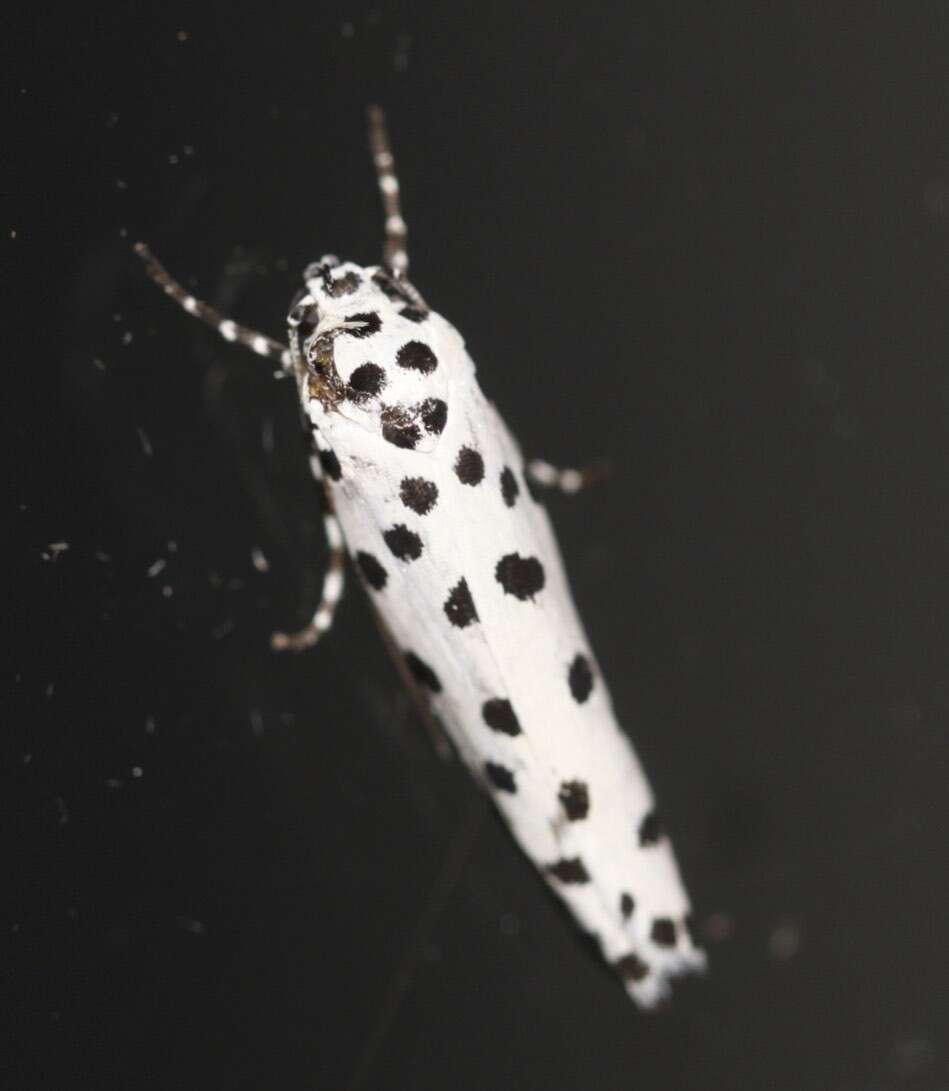 Image of Ethmia clytodoxa Turner 1917