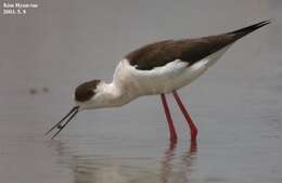 Image of Black-winged Stilt