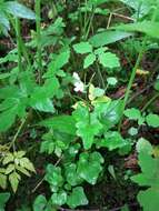 Image de Cardamine clematitis Shuttlew. ex A. Gray