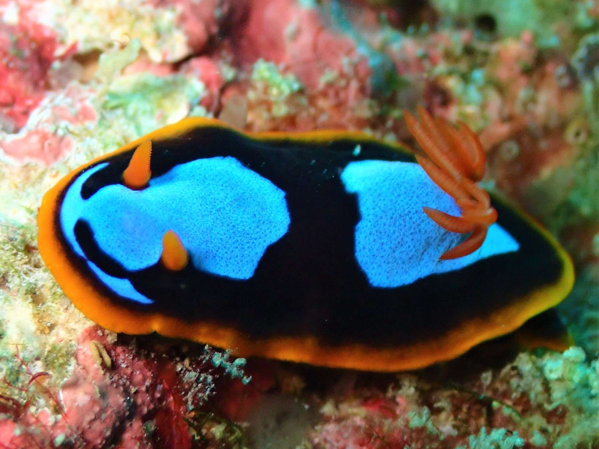 Image de Chromodoris westraliensis (O'Donoghue 1924)