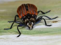 Image of Castiarina nasata (Saunders 1869)