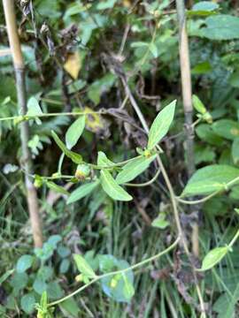 Image of Carpesium divaricatum Sieb. & Zucc.