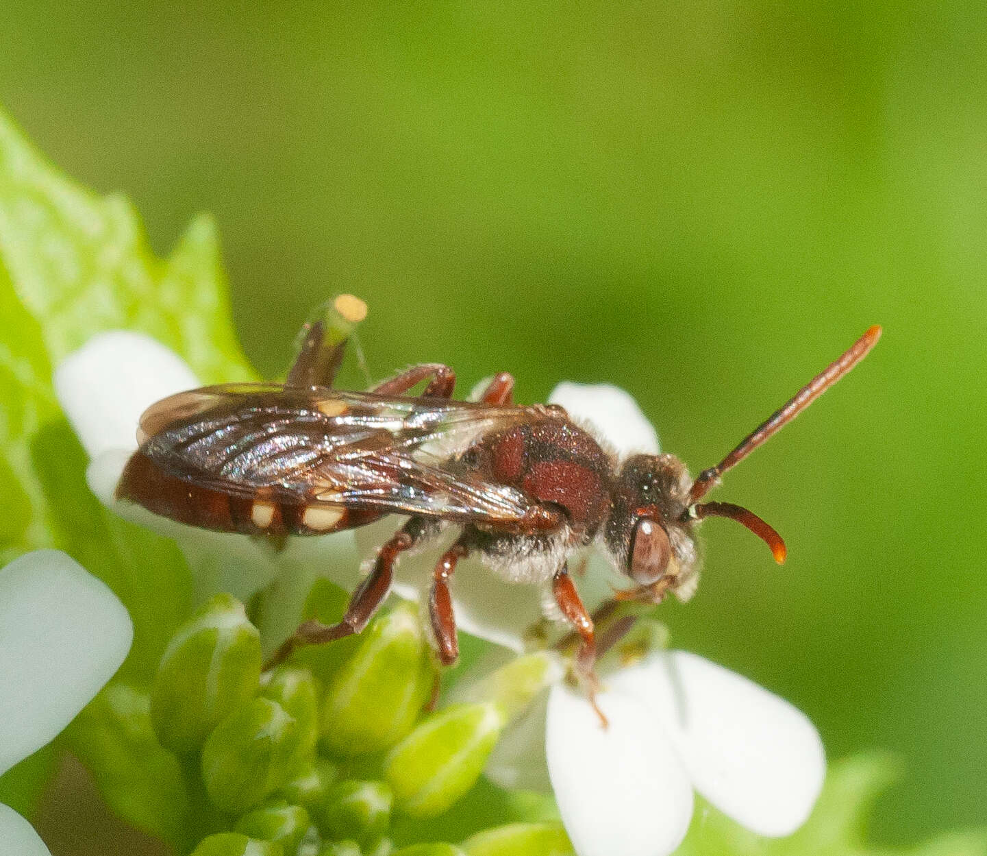 Imagem de Nomada cuneata (Robertson 1903)