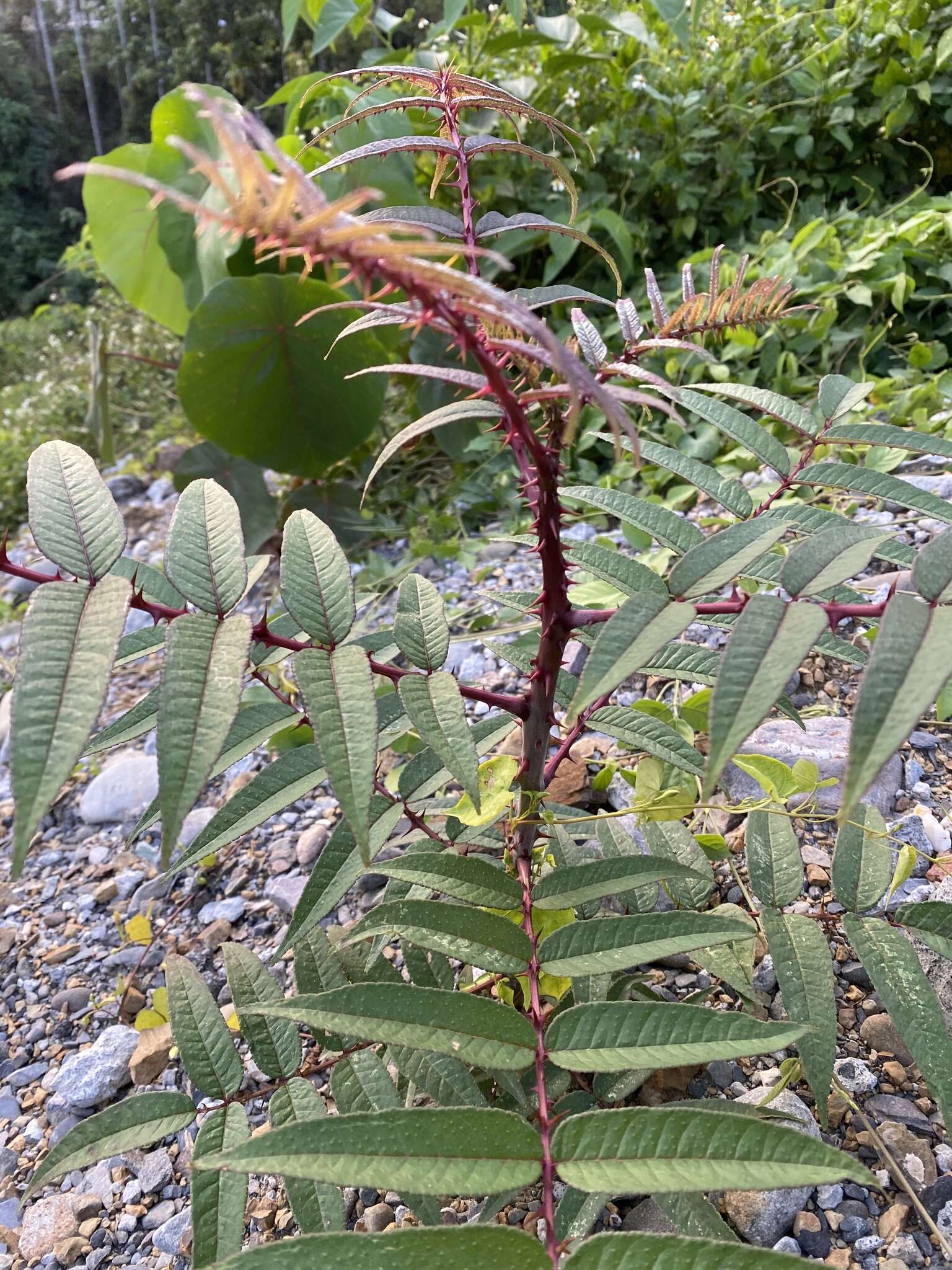 Image of Zanthoxylum ailanthoides var. ailanthoides