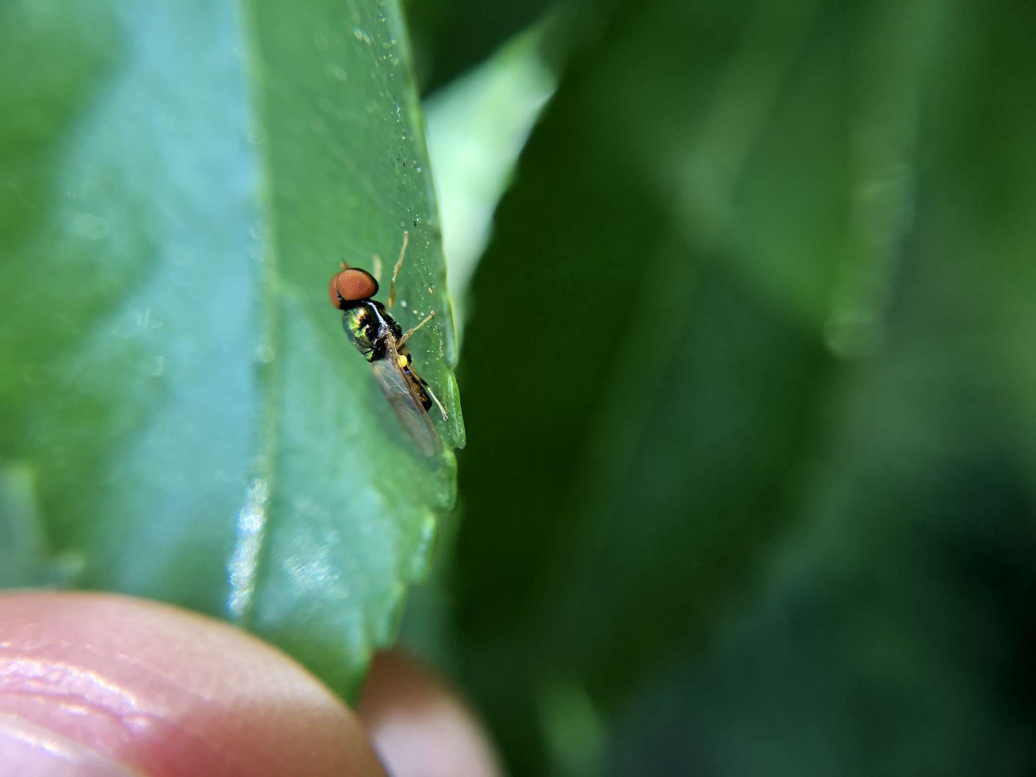 Imagem de Microchrysa flaviventris (Wiedemann 1824)