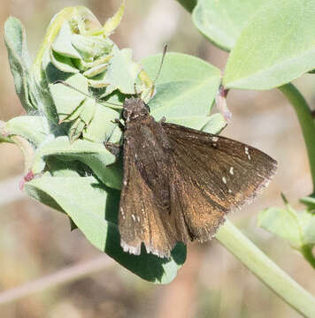 Image of Northern Cloudywing