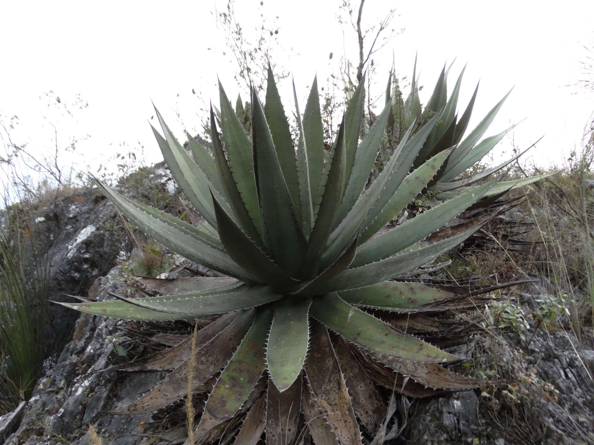 Image of Agave obscura Schiede ex Schltdl.