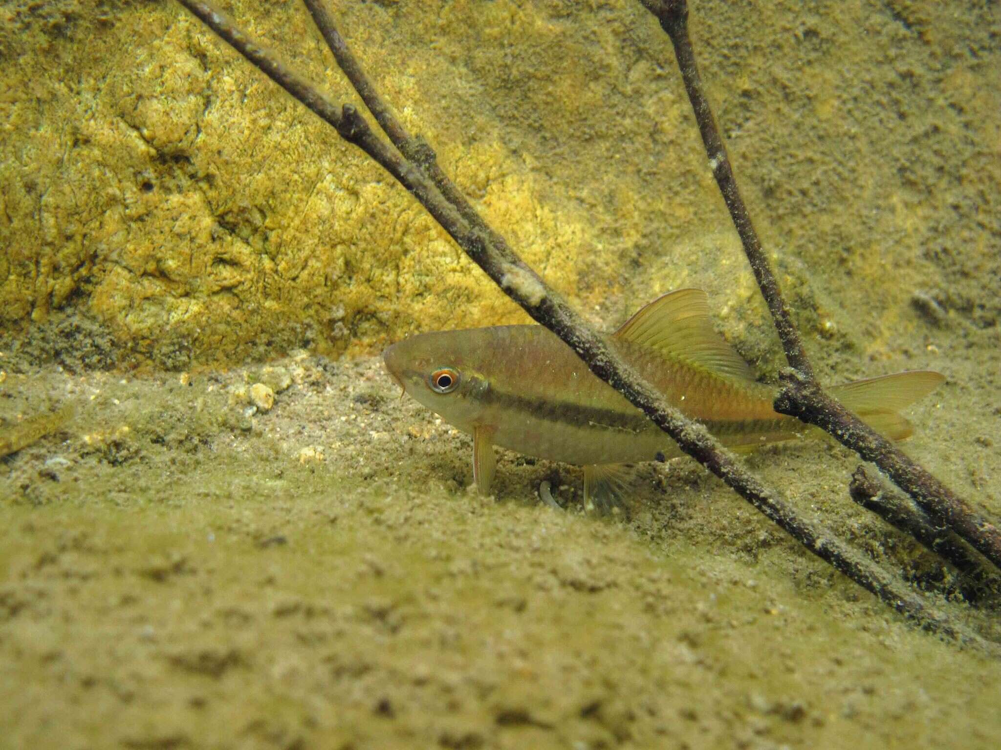 Image of Osteochilus salsburyi Nichols & Pope 1927