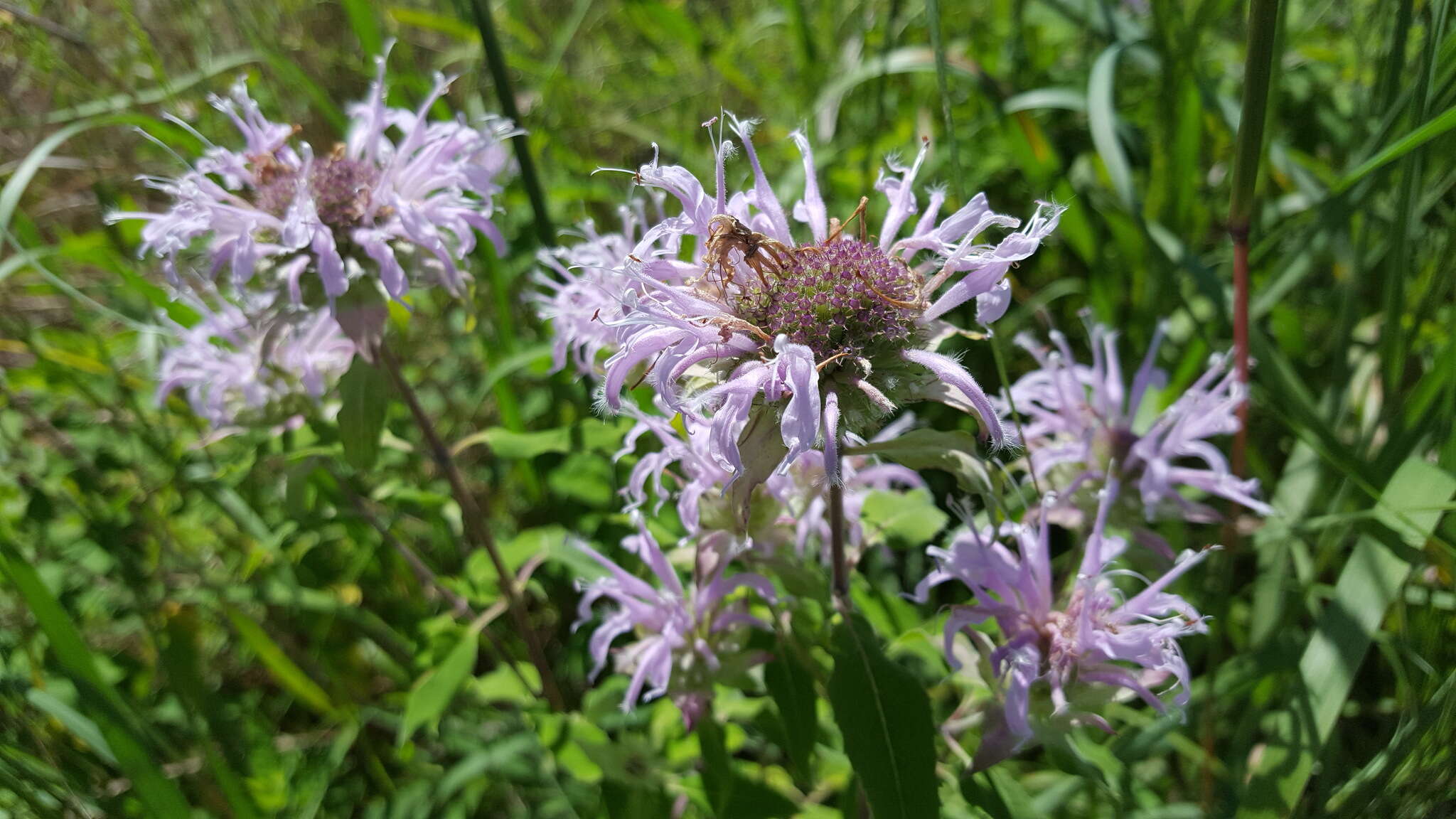 Image of Monarda fistulosa var. longepetiolata B. Boivin