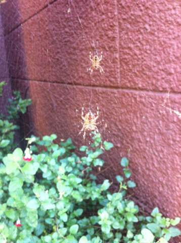 Image of Garden spider