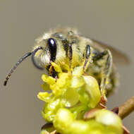 Sivun Colletes inaequalis Say 1837 kuva