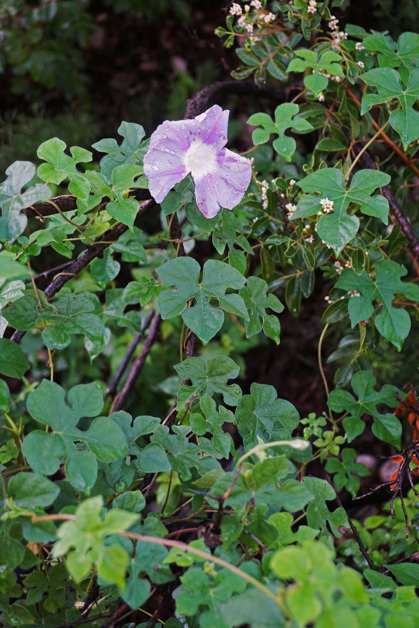 Image of Lindheimer's Morning-Glory