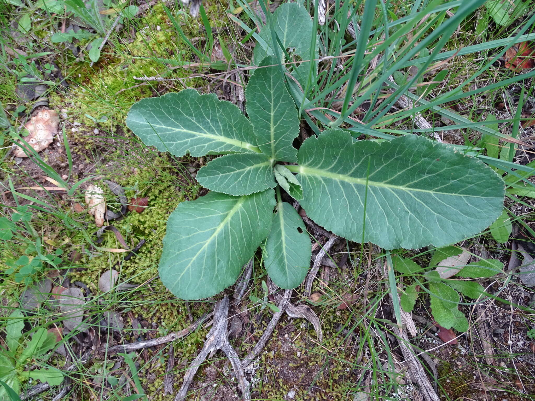 Plancia ëd Magydaris panacifolia (Vahl) Lange