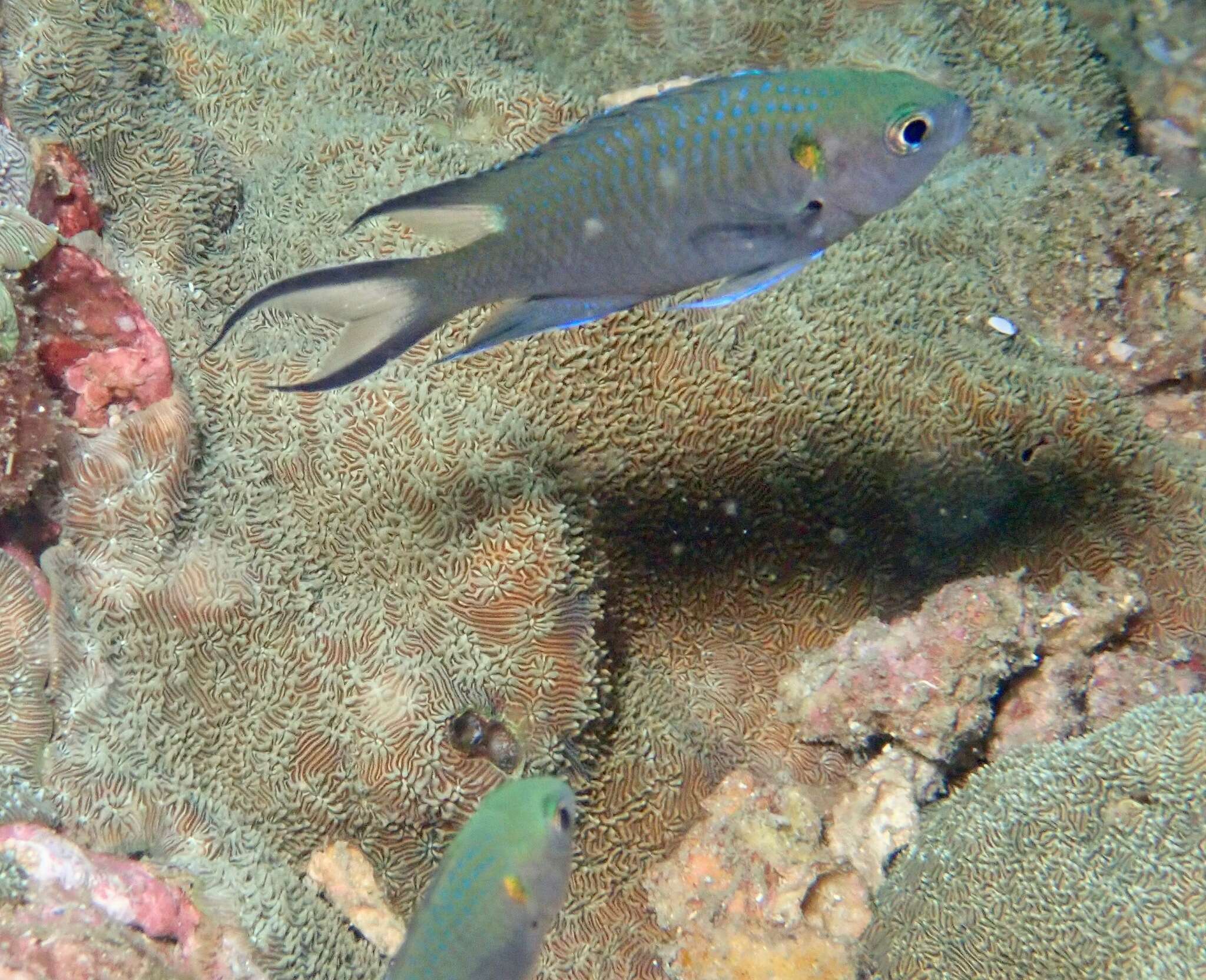 Image of Brown demoiselle