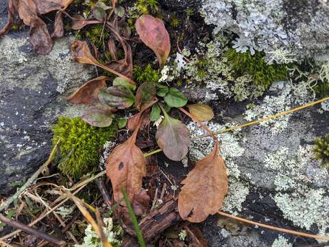 Imagem de Micranthes caroliniana (Gray) Small