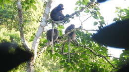 Image of Dusky Langur