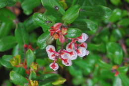 Слика од Arctostaphylos nummularia subsp. mendocinoensis (P. V. Wells) V. T. Parker, M. C. Vasey & J. E. Keeley