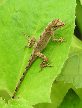 Image of Brown-eared anole