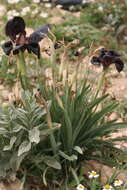 Image of Black Iris