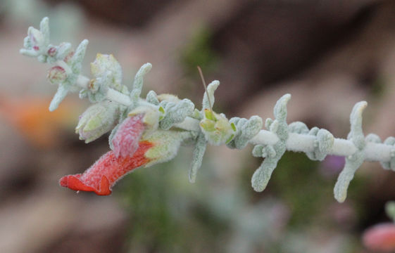 Image of <i>Pityrodia dilatata</i> (F. Muell.) Benth.