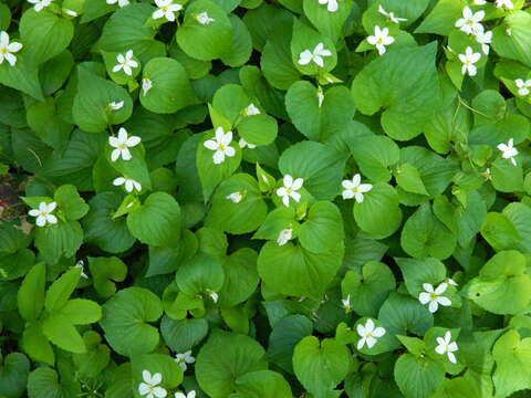 Слика од Viola canadensis var. rugulosa (Greene) C. L. Hitchc.