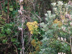 Imagem de Hypericum canariense L.