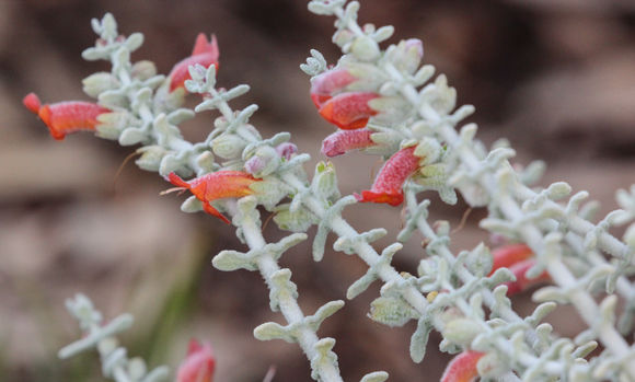 Image of <i>Pityrodia dilatata</i> (F. Muell.) Benth.