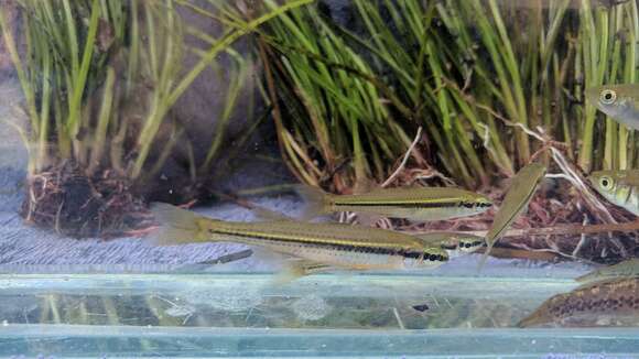 Image of fly-specked hardyhead