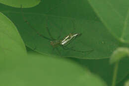 Leucauge undulata (Vinson 1863) resmi