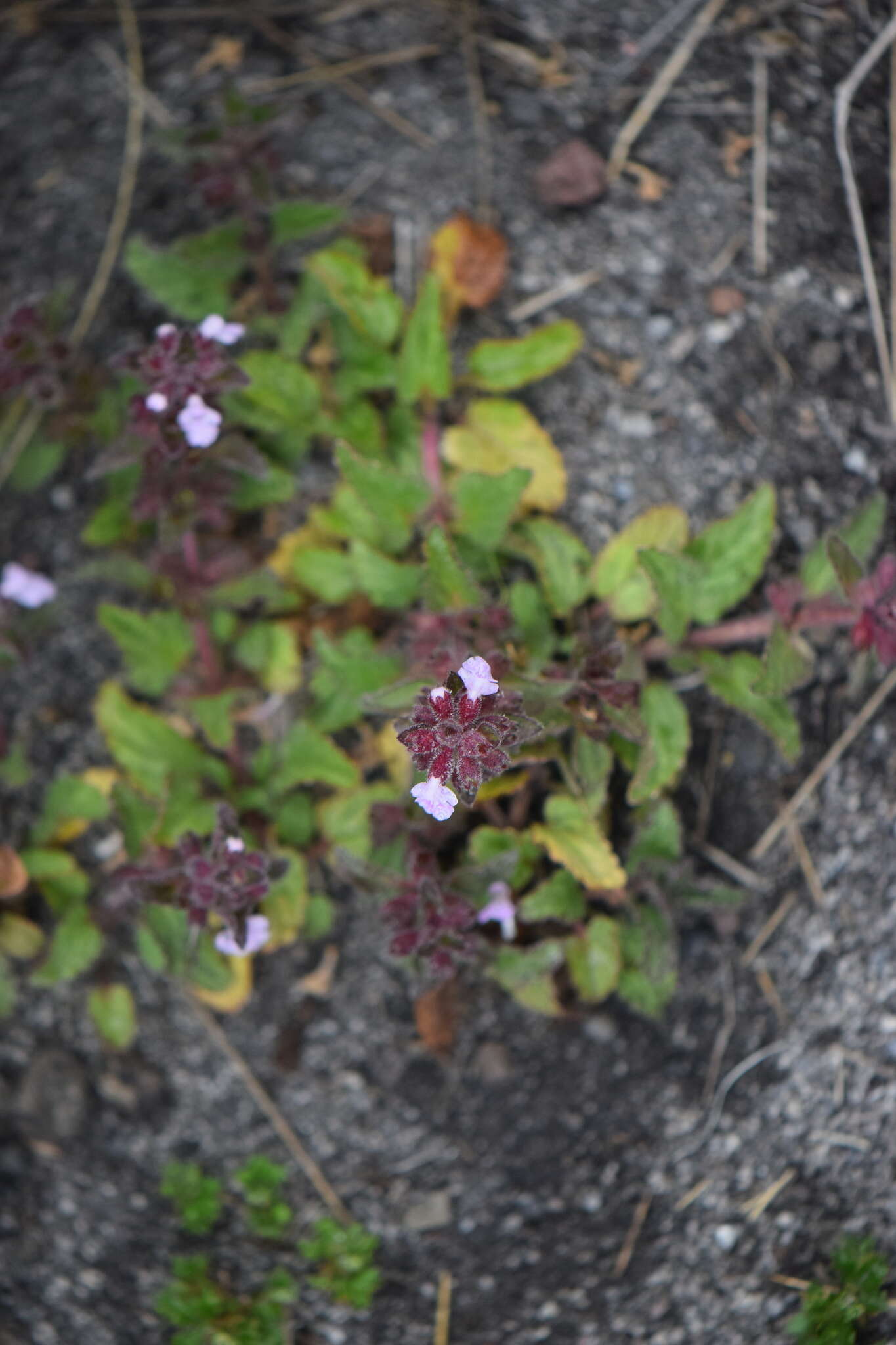 Stachys eriantha Benth.的圖片