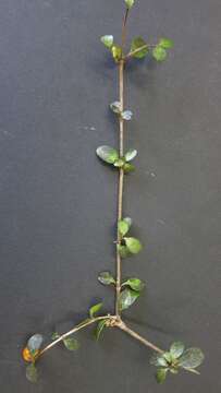 Image of Coprosma colensoi Hook. fil.