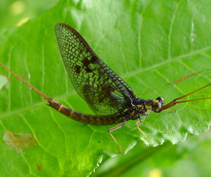 Image of <i>Ephemera danica</i> Müller 1764
