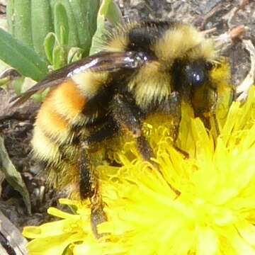 Image of Two Form Bumble Bee