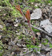 Image of Populus suaveolens Fisch.