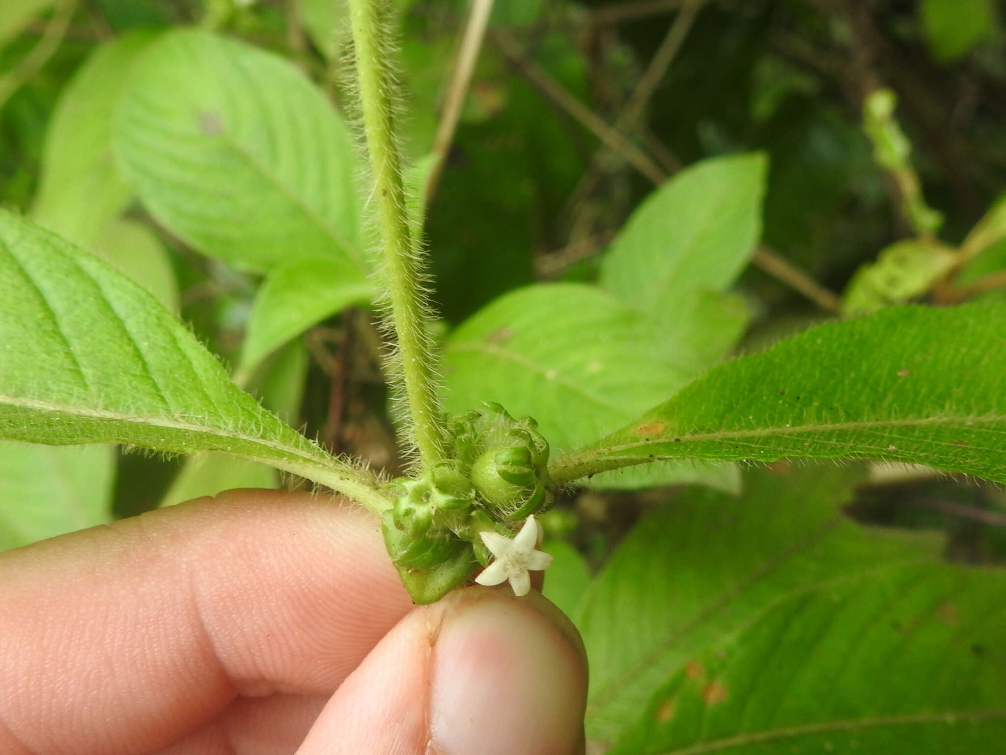 Image of Woolly Woodvine