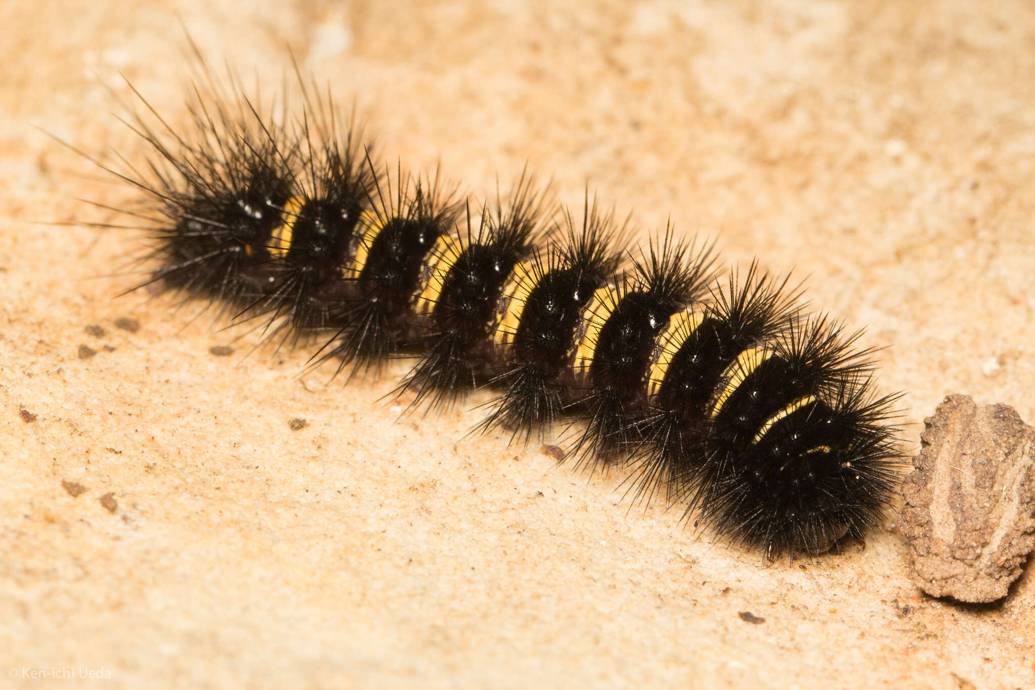 Image of Agreeable Tiger Moth