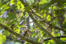 Image of Aralia decaisneana Hance