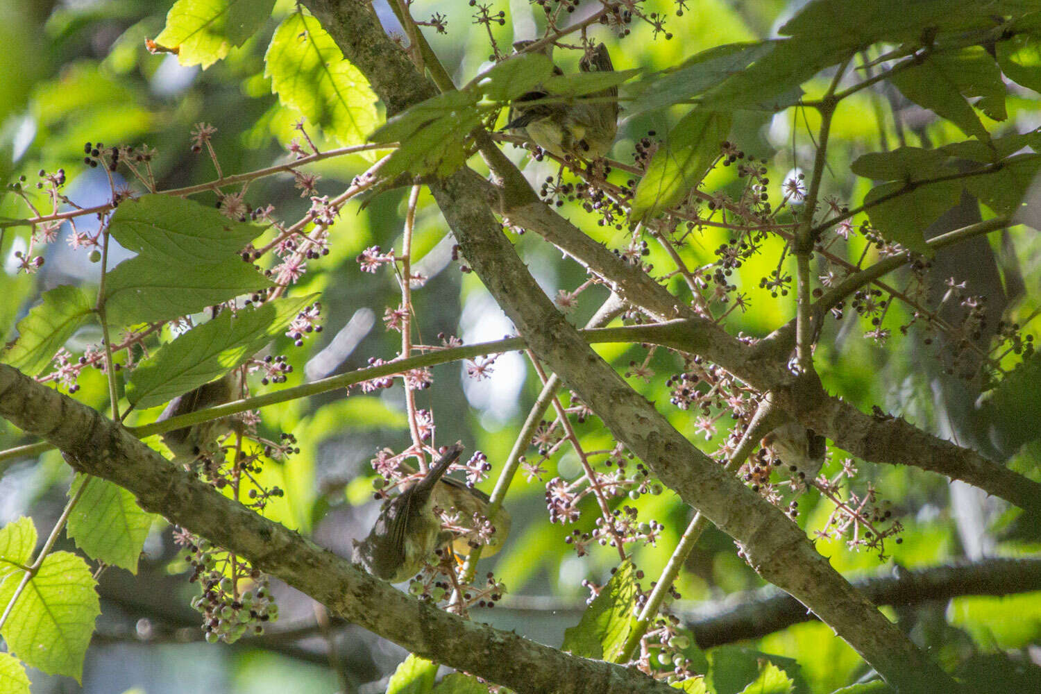 Image of Aralia decaisneana Hance