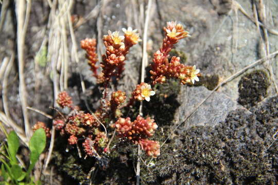 Image of Sedum tenellum M. Bieb.